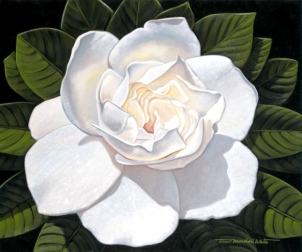 Gardenia - Brian Marshall White World Class Artist 